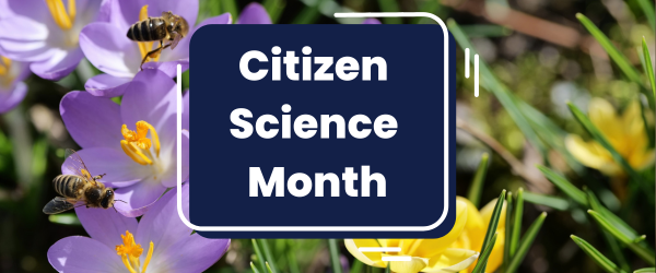 Citizen Science Month header with purple flowers and bees in background