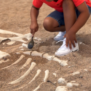 Child digging up fake dinosaur bones in a sandpit